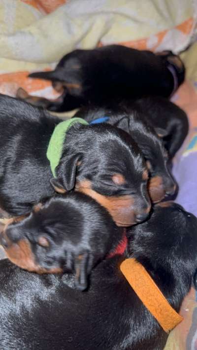 Reinrassige Hunde?-Beitrag-Bild