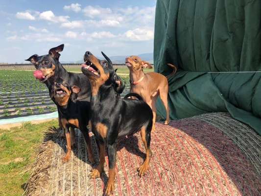 Hundetreffen-Kleinhunde treffen zb. Zwergpinscher-Bild