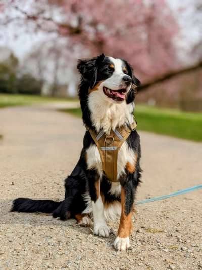 Dogorama Photo Challenge - Der Frühling kommt-Beitrag-Bild