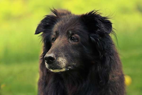 Mischlinge raten - Rätselspaß-Beitrag-Bild