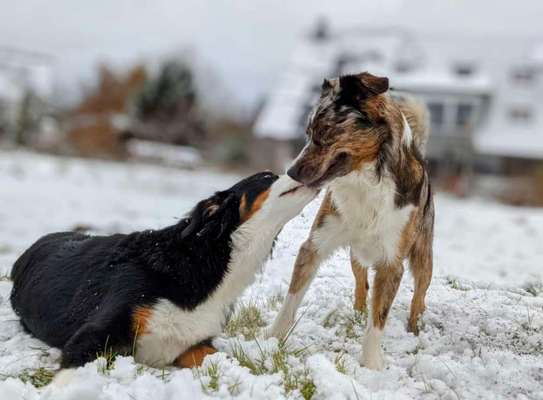 Schnee Foto-Beitrag-Bild