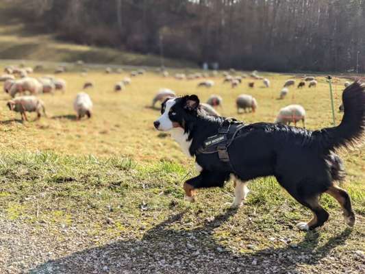 Hütehund sucht Schafe?-Beitrag-Bild