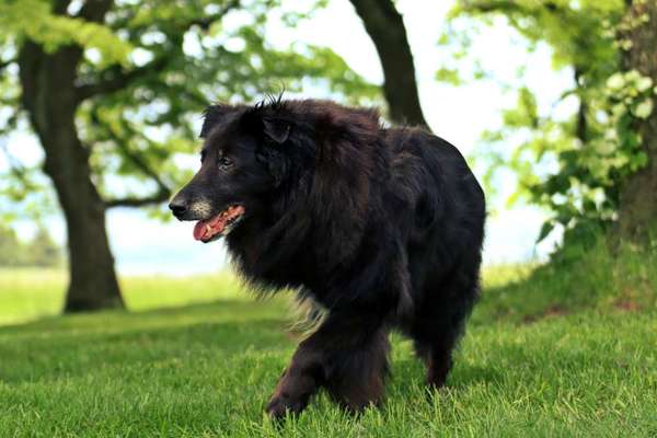 Mischlinge raten - Rätselspaß-Beitrag-Bild