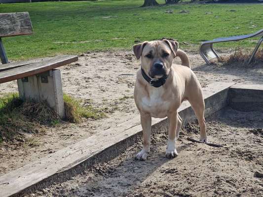 Mischlingshunde Foto Aufruf-Beitrag-Bild