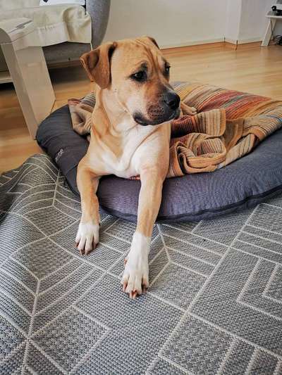 Mischlingshunde Foto Aufruf-Beitrag-Bild