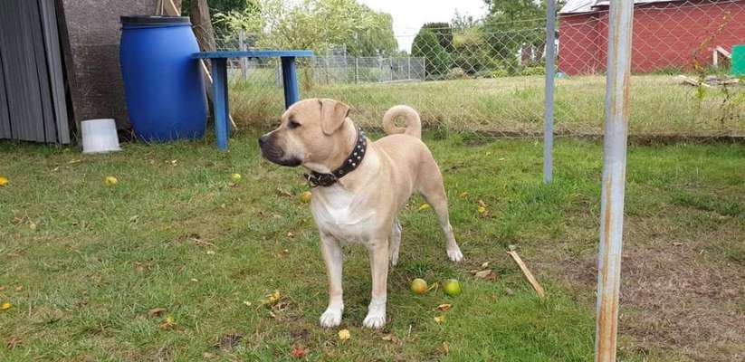 Mischlingshunde Foto Aufruf-Beitrag-Bild