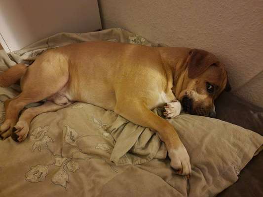 Mischlingshunde Foto Aufruf-Beitrag-Bild