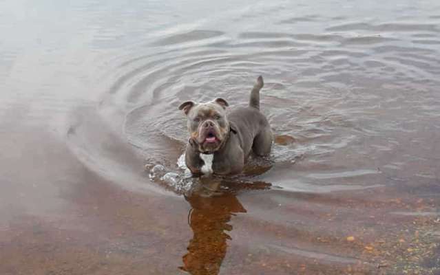 Olde English Bulldogge-Beitrag-Bild