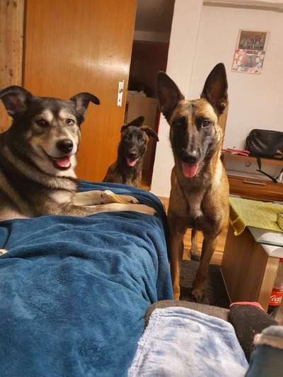 Hund kostet Geld?!-Beitrag-Bild