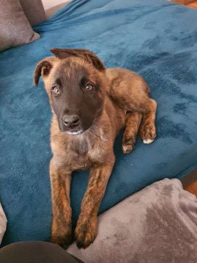 Welpen Bilder !-Beitrag-Bild