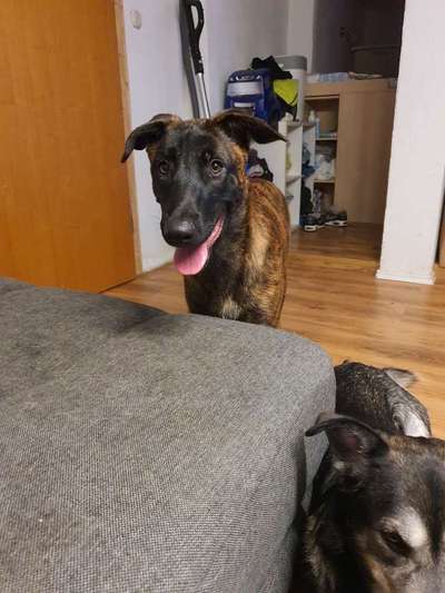 Wie groß waren eure welpen ?-Beitrag-Bild