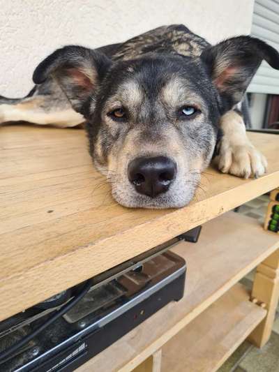 Mischlingshunde Foto Aufruf-Beitrag-Bild