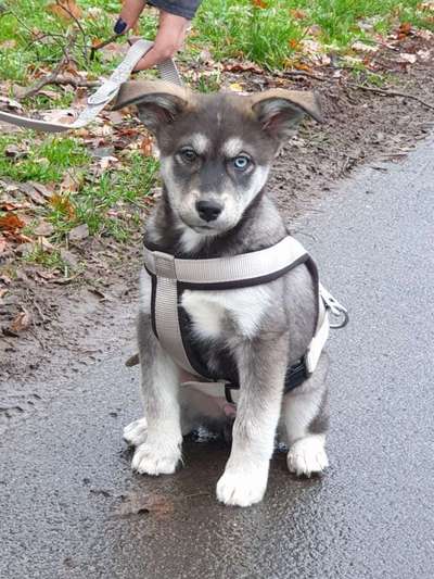 Welpen Bilder !-Beitrag-Bild