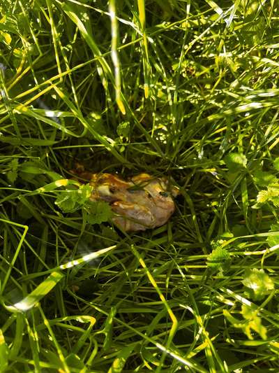 Giftköder-Fleisch im hohen Grass versteckt-Bild