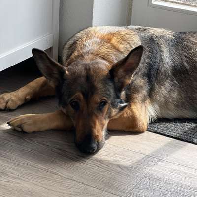 Hundetreffen-Hundebegegnungstraining-Bild