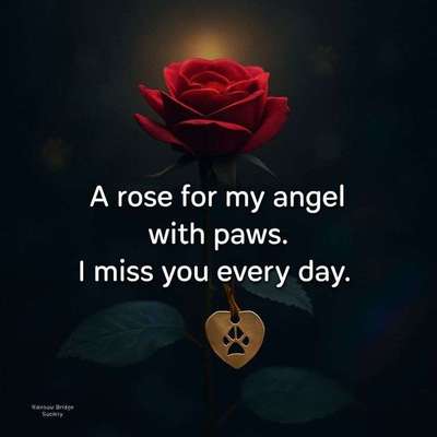 aktuelles Foto Gruppe Trauer um ein Haustier