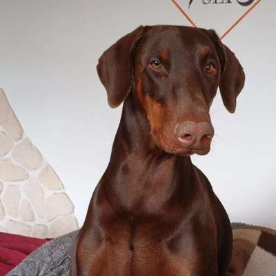 Hundetreffen-Spielkameraden-Bild