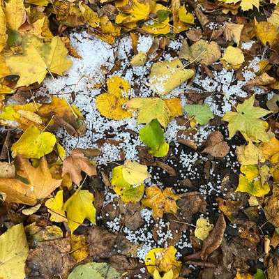 Giftköder-Weißes Granulat-Bild