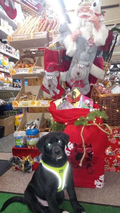 Labradorfans-Beitrag-Bild