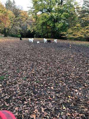 Hundeauslaufgebiet-Eurogress-Bild