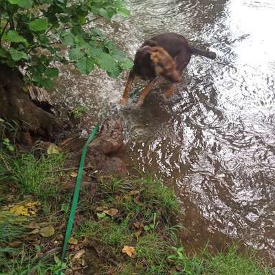 Hundetreffen-Spazieren und toben im Raum Eppelborn-Bild