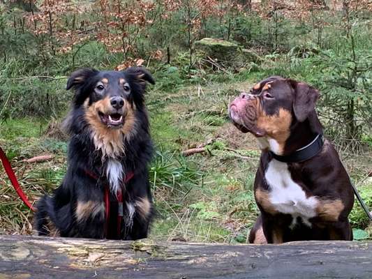 Dogorama Photo Challenge - Einmal lächeln bitte-Beitrag-Bild