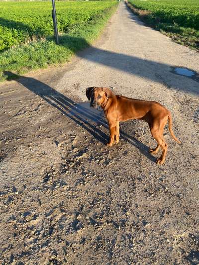 Rhodesian Ridgeback-Beitrag-Bild