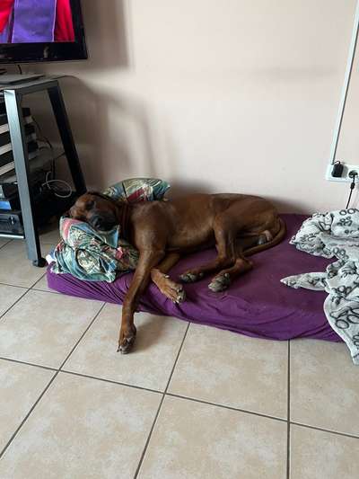 Rhodesian Ridgeback-Beitrag-Bild