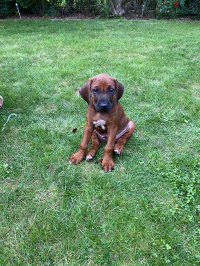 Welpen Bilder !-Beitrag-Bild