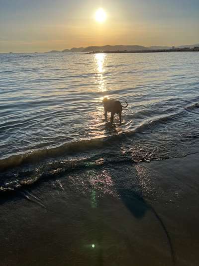 Rhodesian Ridgeback-Beitrag-Bild