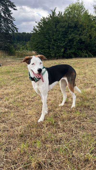 Hundetreffen-Gassitreffen mit Spielzeit-Bild