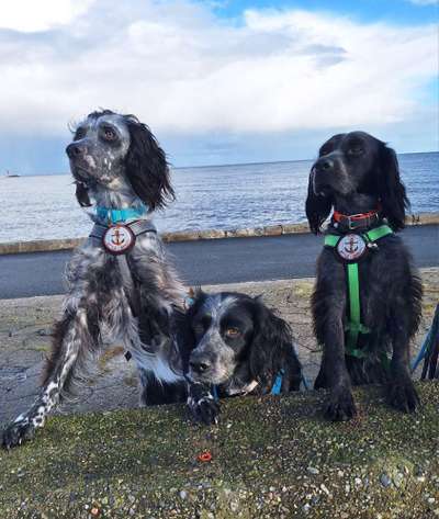 TierschutzhundeStammtisch🐕-Beitrag-Bild