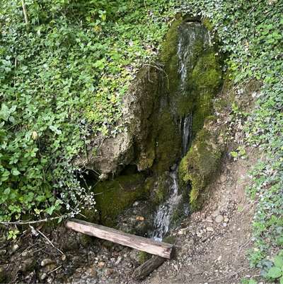 Hundeauslaufgebiet-Leonhardikapelle-Bild