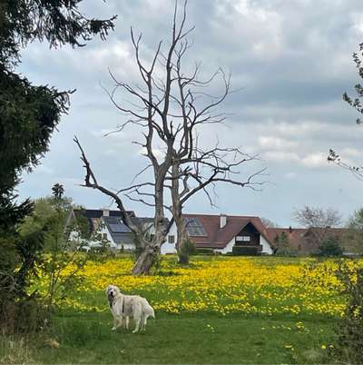 Hundeauslaufgebiet-Wald Richtung Baggersee-Bild