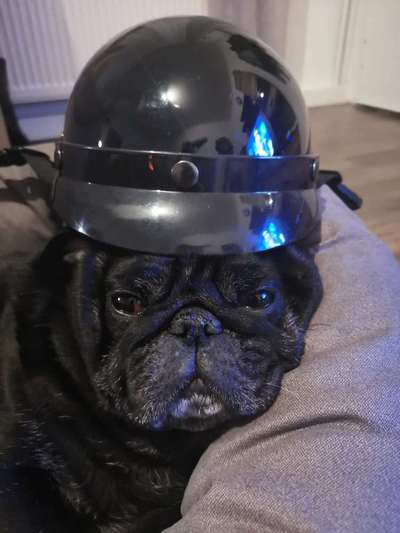 Fotochallange Nr. 57     PORTRÄT.   Beendet!!!!!!!!-Beitrag-Bild