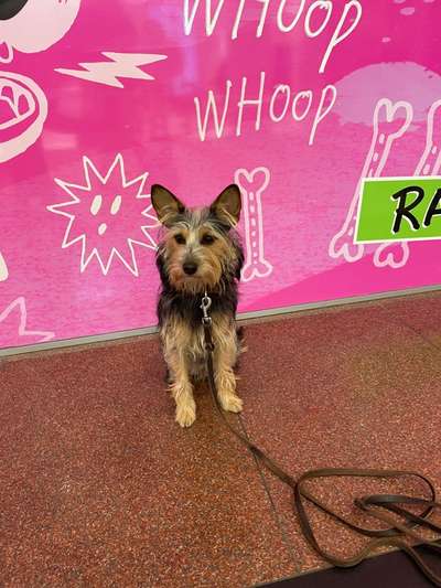 TierschutzhundeStammtisch🐕-Beitrag-Bild