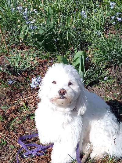 Mischlinge raten - Rätselspaß-Beitrag-Bild