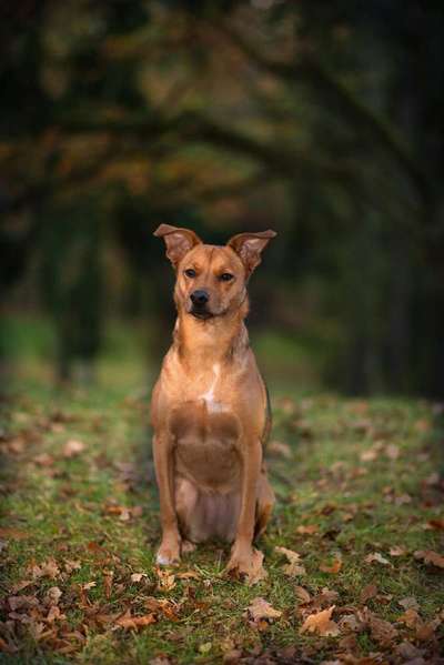 Die Dogorama Monats Challenge "Es grünt und blüht"-Beitrag-Bild