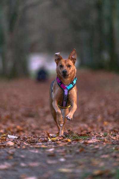 Die Dogorama Monats Challenge "Es grünt und blüht"-Beitrag-Bild