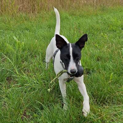 Hundetreffen-Nette Jack Russel Freunde aus der Nähe Schwendi / Schönebürg gesucht-Profilbild