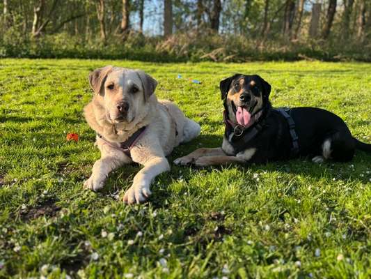 Hundetreffen-Tobepartner & Spazierfreunde gesucht!-Bild