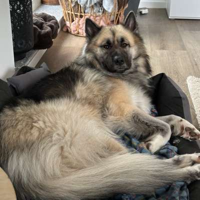 Titelbild Gruppe Shepsky (Schäferhund-Husky-Mischlinge)