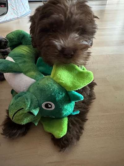 Welpe untergewichtig-Beitrag-Bild