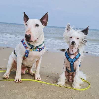 Hundetreffen-Gemütliche Spaziergänge-Bild