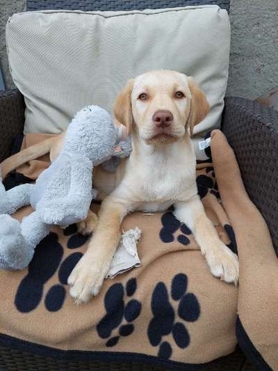 Labradorfans-Beitrag-Bild