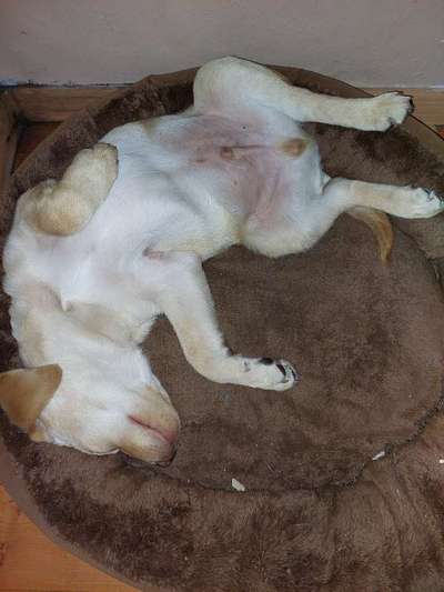 Labradorfans-Beitrag-Bild