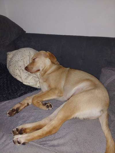 Labradorfans-Beitrag-Bild