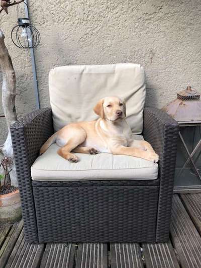 Labradorfans-Beitrag-Bild