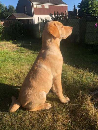 Labradorfans-Beitrag-Bild