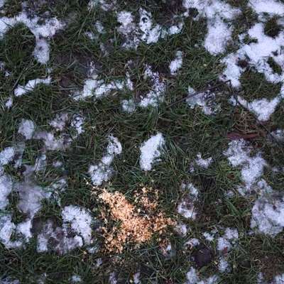 Giftköder-Sieht komiach aus-Bild